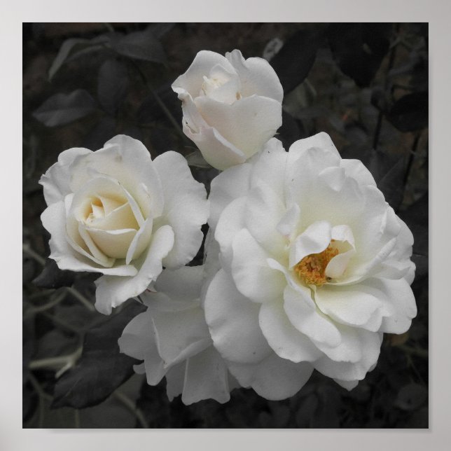 Póster rosa blanca en gris (Frente)