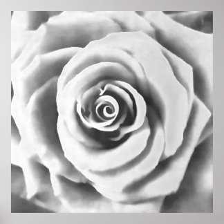 Póster Rosa blanca grande artística
