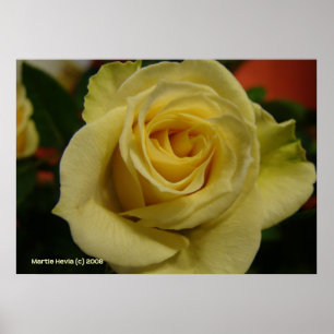 Póster Rosa blanca nocturna