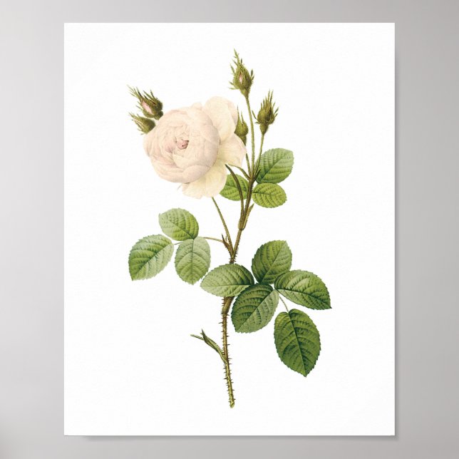 Póster rosa blanca (Rosa campanulata alba) por Redouté (Frente)