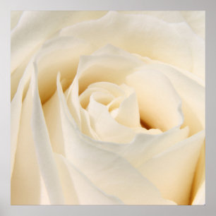 Póster Rosa blanca suave