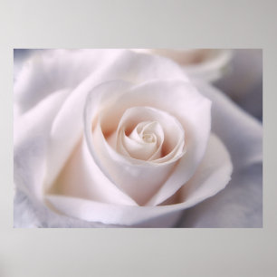 Póster Rosa blanco