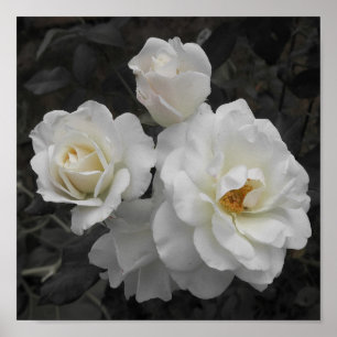 Póster rosa blanco en gris