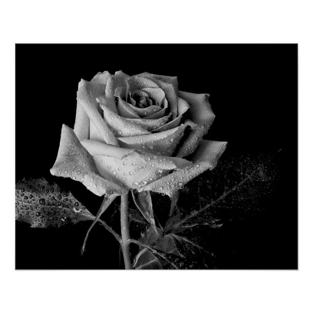 Póster Rosa blanco negro (Anverso)