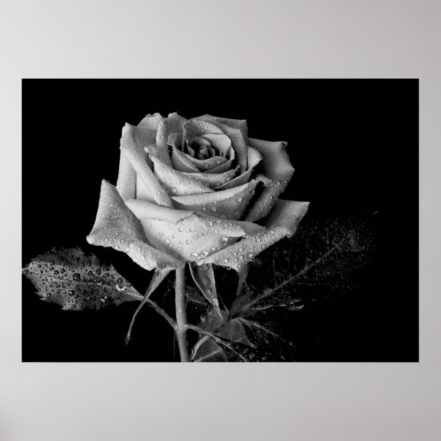 Póster Rosa blanco negro (Frente)