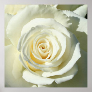 Póster Rosa blanco poner crema - poster