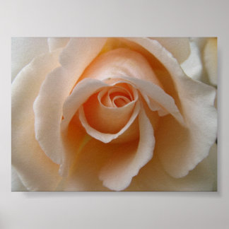 Póster Rosa Blossom Close Up