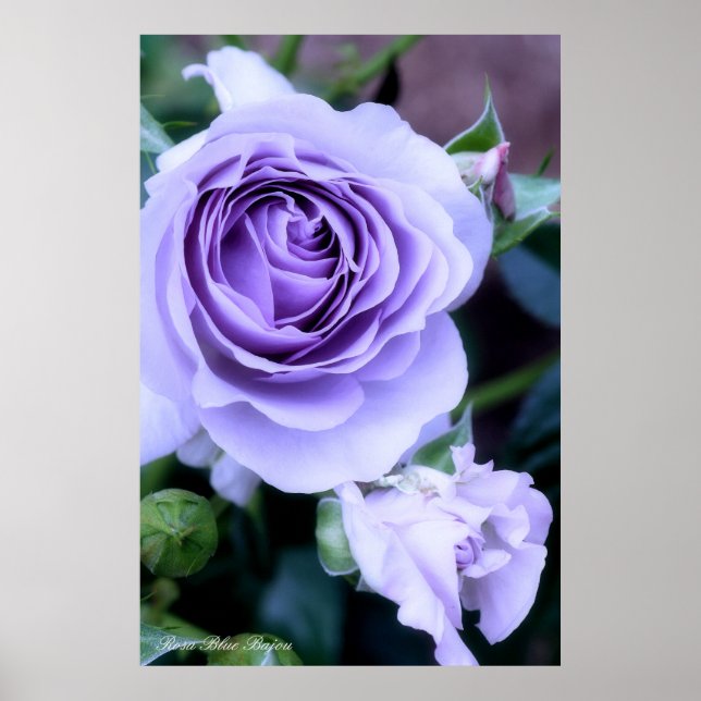 Póster Rosa Blue Bajou (Frente)