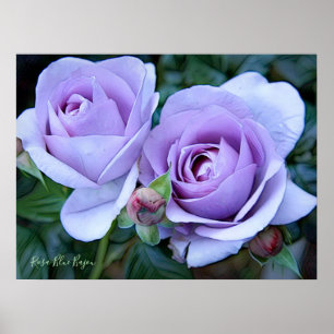 Póster Rosa Blue Bajou [Archivo de alto peso pesado]