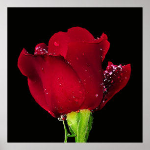Póster Rosa Boda rojo