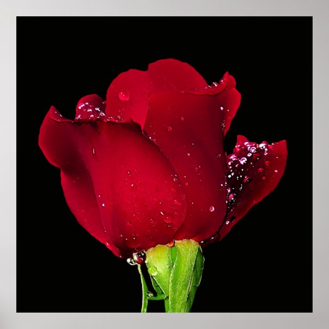 Póster Rosa Boda rojo (Frente)