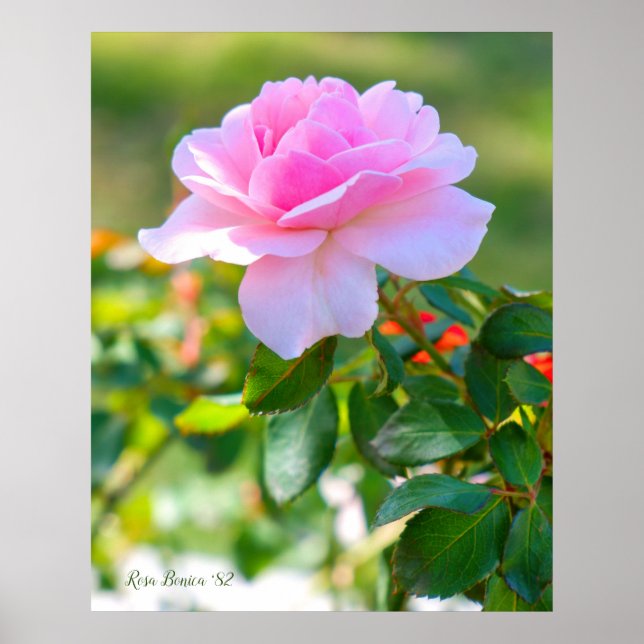 Póster Rosa Bonica '82 (Frente)