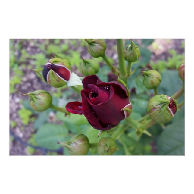 Póster Rosa borgoña después de la lluvia (Anverso)