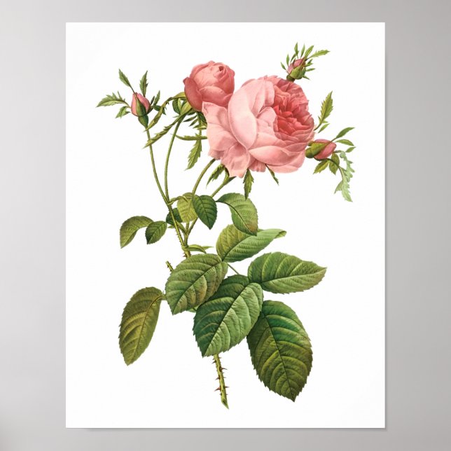 Póster Rosa Botánica Centifolia Goliacea Redoute (Frente)