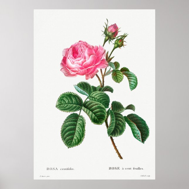Póster Rosa Botánico (Frente)