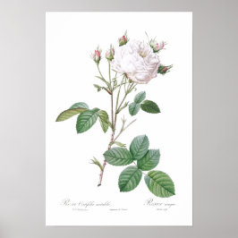 PÓSTER ROSA BOTÁNICO "BLANCO" REDOUTÉ POSTER