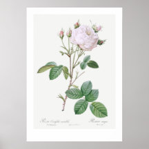 ROSA BOTÁNICO "BLANCO" REDOUTÉ POSTER