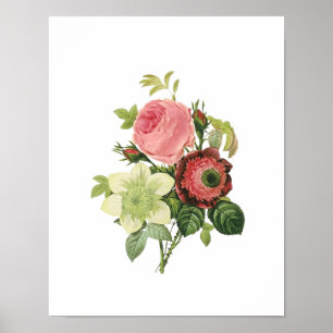 Póster Rosa botánico Clementis Anemone Redoute