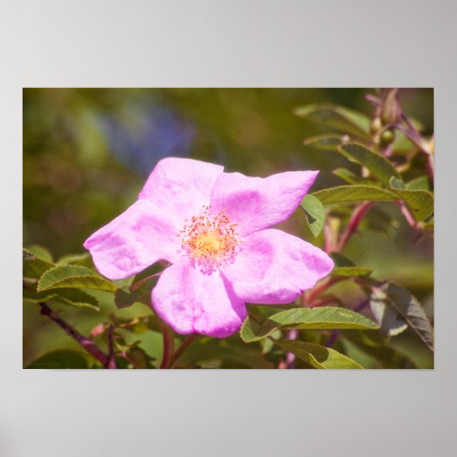 Póster Rosa Briar (Frente)