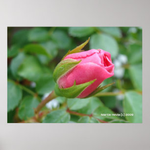 Póster Rosa Bud