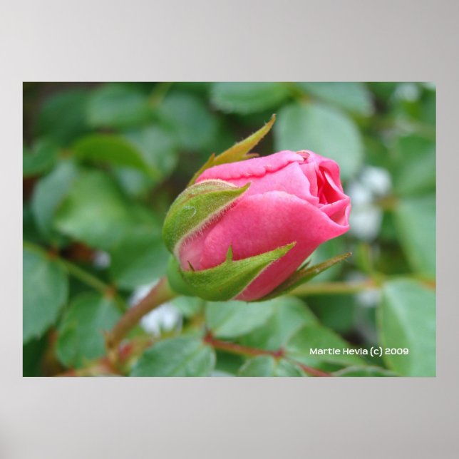 Póster Rosa Bud (Frente)