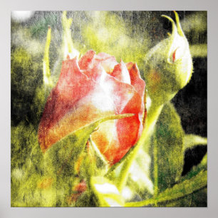 Póster Rosa Bud
