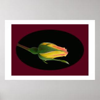 Póster Rosa Bud