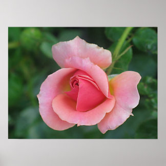 Póster Rosa Bud
