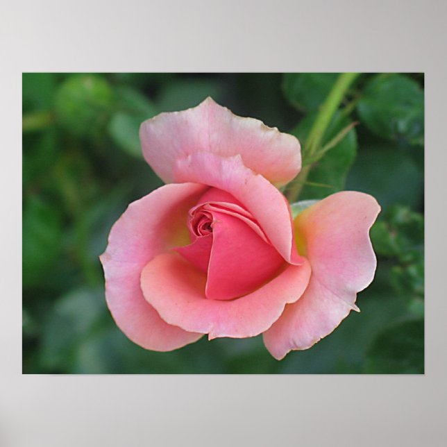 Póster Rosa Bud (Frente)