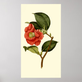 Póster Rosa Camellia