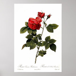 Póster Rosa canina bourboniana