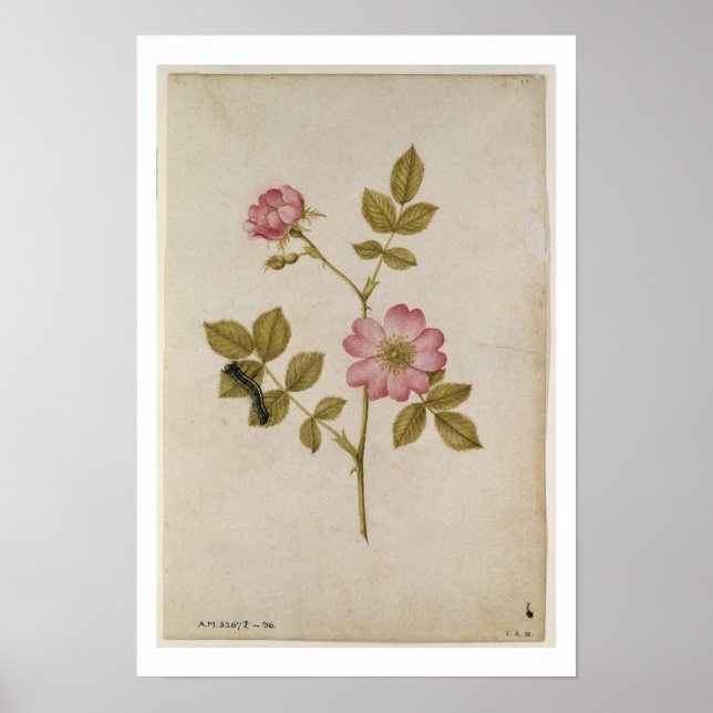 Póster Rosa Canina - Dogrose y Caterpillar (lápiz y con/ (Frente)