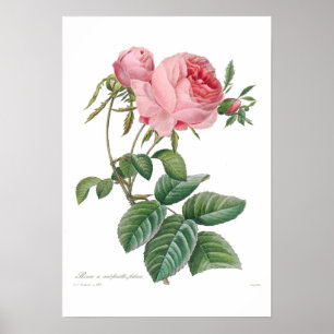 Póster Rosa centifolia