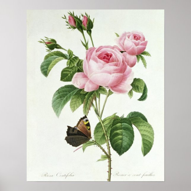 Póster Rosa Centifolia (Frente)