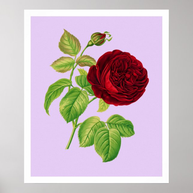 Póster Rosa Centifolia (Frente)