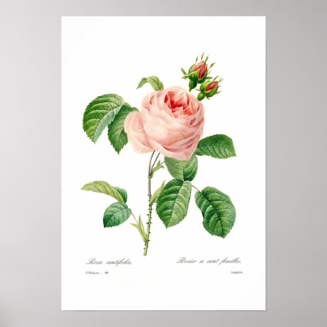 Póster Rosa centifolia (Frente)