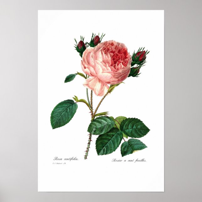 Póster Rosa centifolia (Frente)