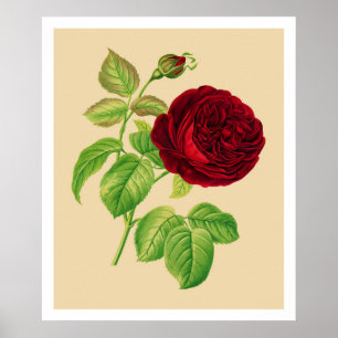 Póster Rosa Centifolia