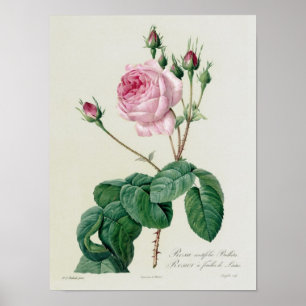 Póster Rosa Centifolia Bullata