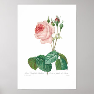 Póster Rosa centifolia bullata