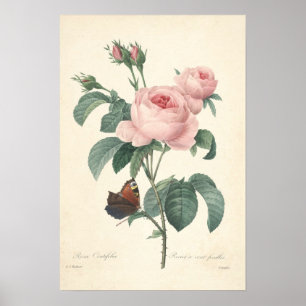 Póster Rosa Centifolia Canvas Print
