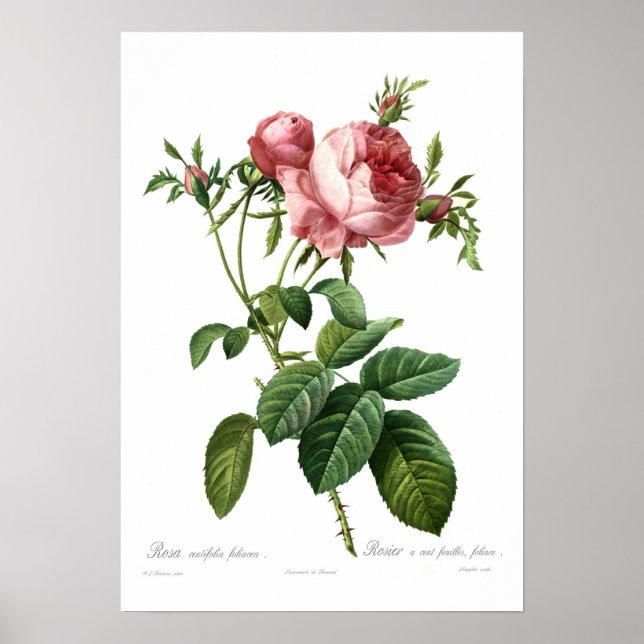 Póster Rosa centifolia foliacea (Frente)