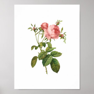 Póster Rosa Centifolia Goliacea Redoute botánica