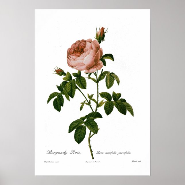 Póster Rosa centifolia parvifolia (Frente)