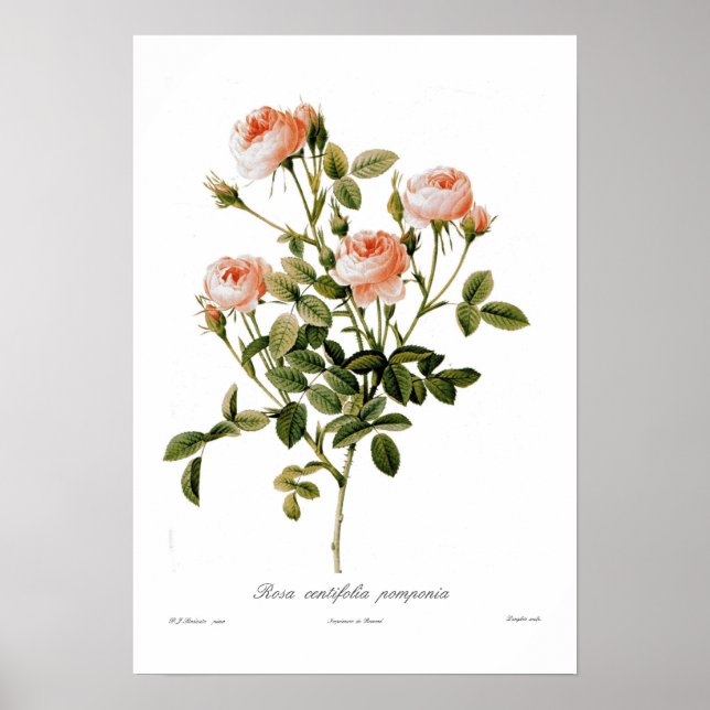 Póster Rosa centifolia pomponia (Frente)