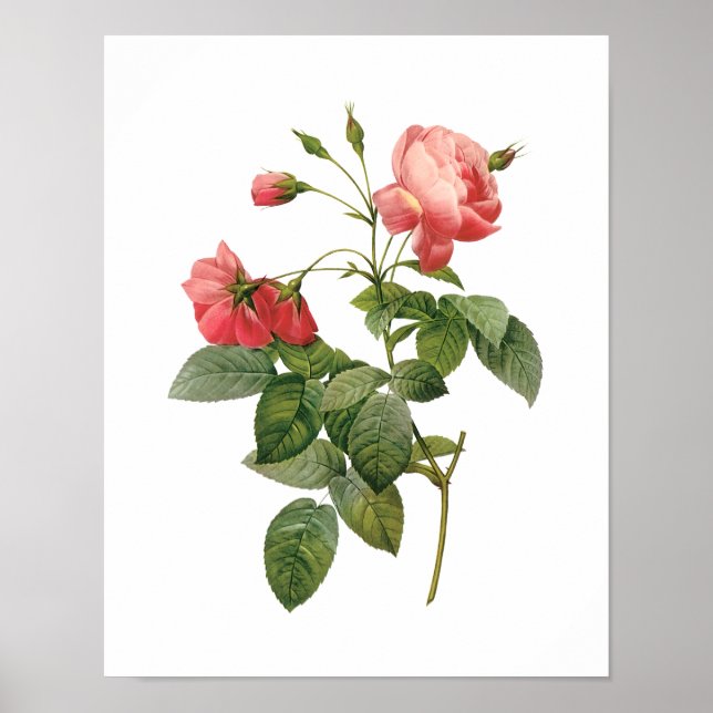 Póster Rosa Centifolia Redoute (Frente)