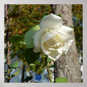 Póster rosa cerca del árbol