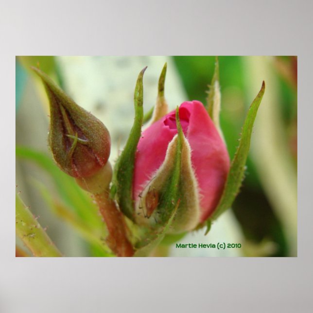 Póster Rosa cerrado Bud (Frente)
