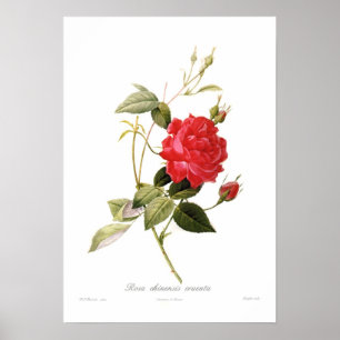 Póster Rosa chinensis cruenta