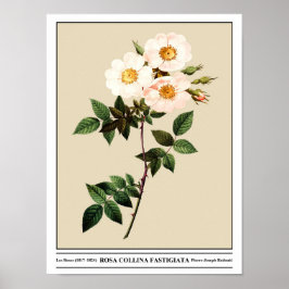 Póster Rosa Collina Fastigiata Beige